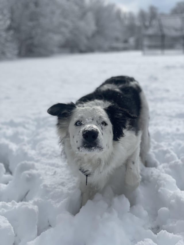 Cheezburger Image 10606786816