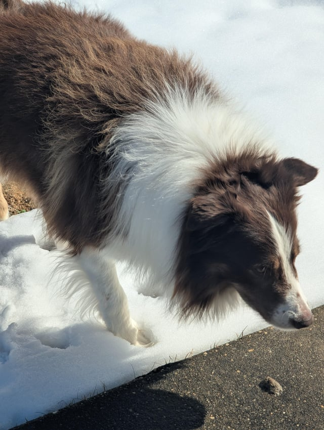 Cheezburger Image 10606787072