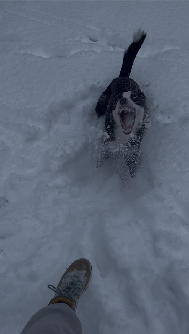 Cheezburger Image 10606787584