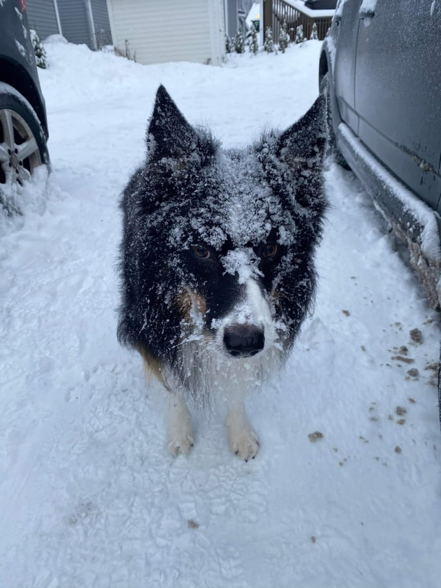 Cheezburger Image 10606787840