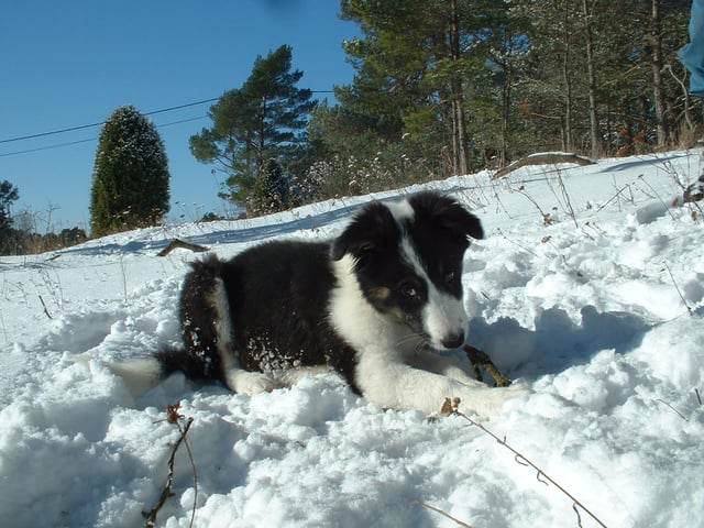 Cheezburger Image 10606788096