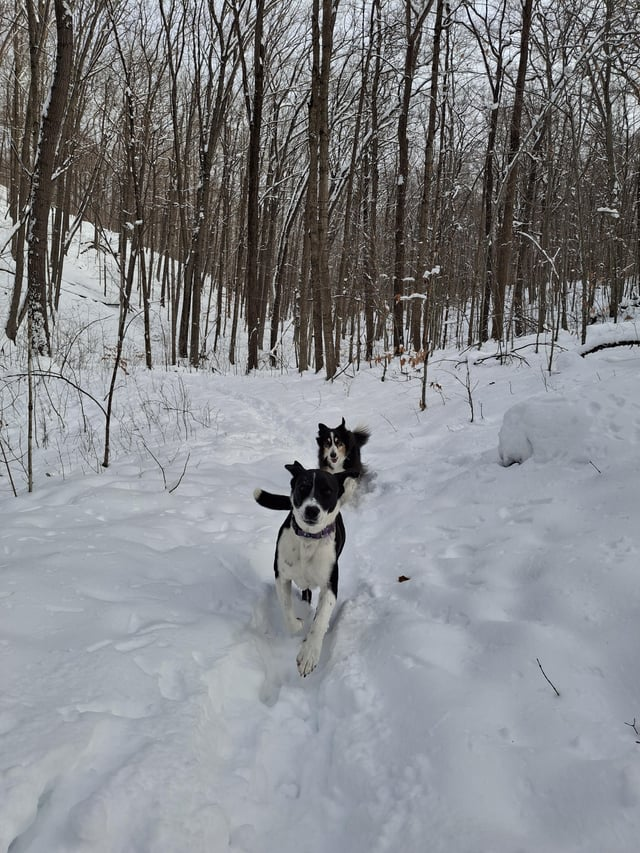 Cheezburger Image 10606789120