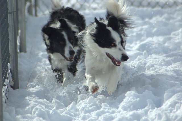 Cheezburger Image 10606789632