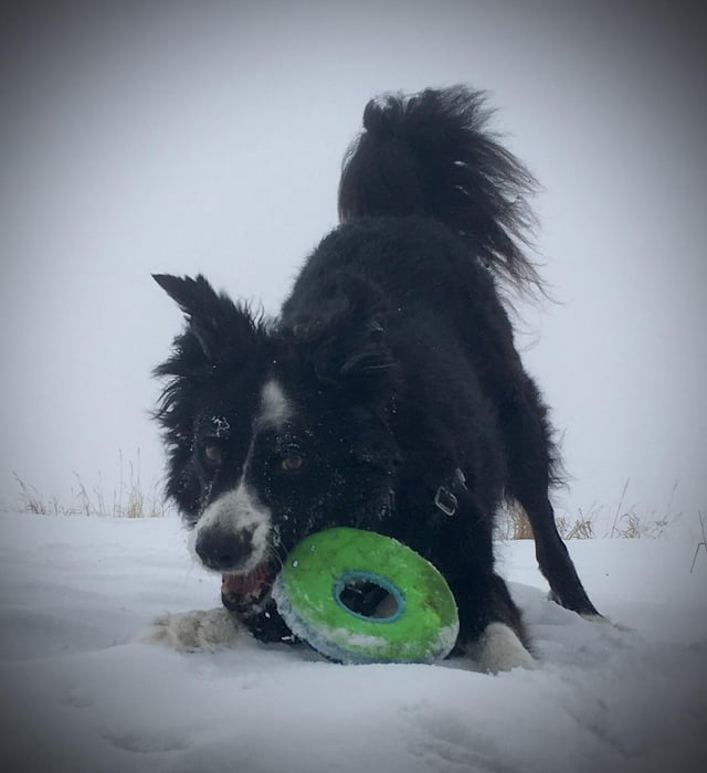 Cheezburger Image 10606790144