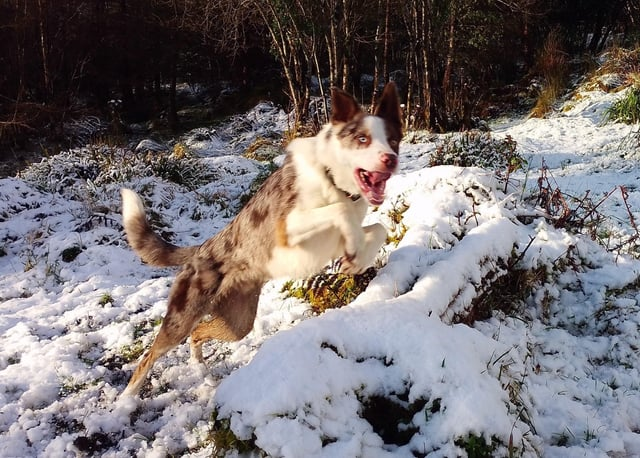 Cheezburger Image 10606793216