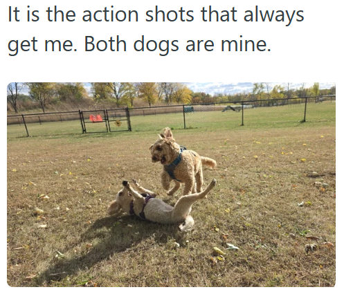 It is the action shots that always get me. Both dogs are mine.