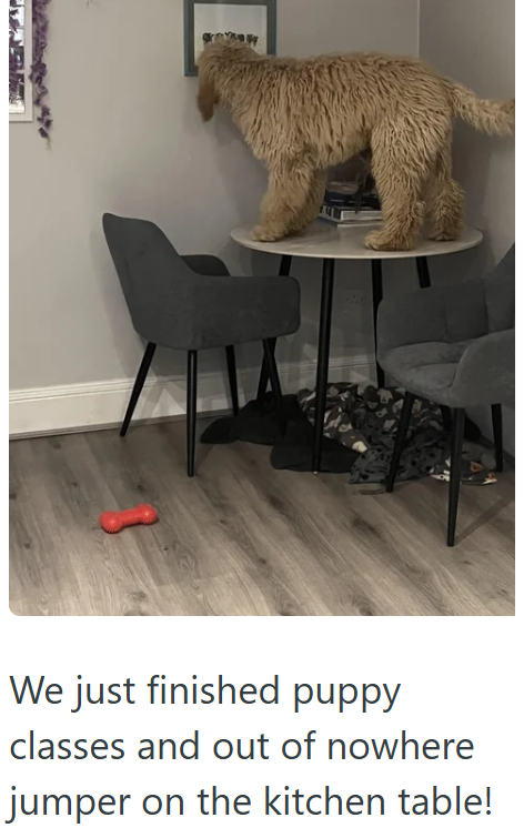 We just finished puppy classes and out of nowhere jumper on the kitchen table!