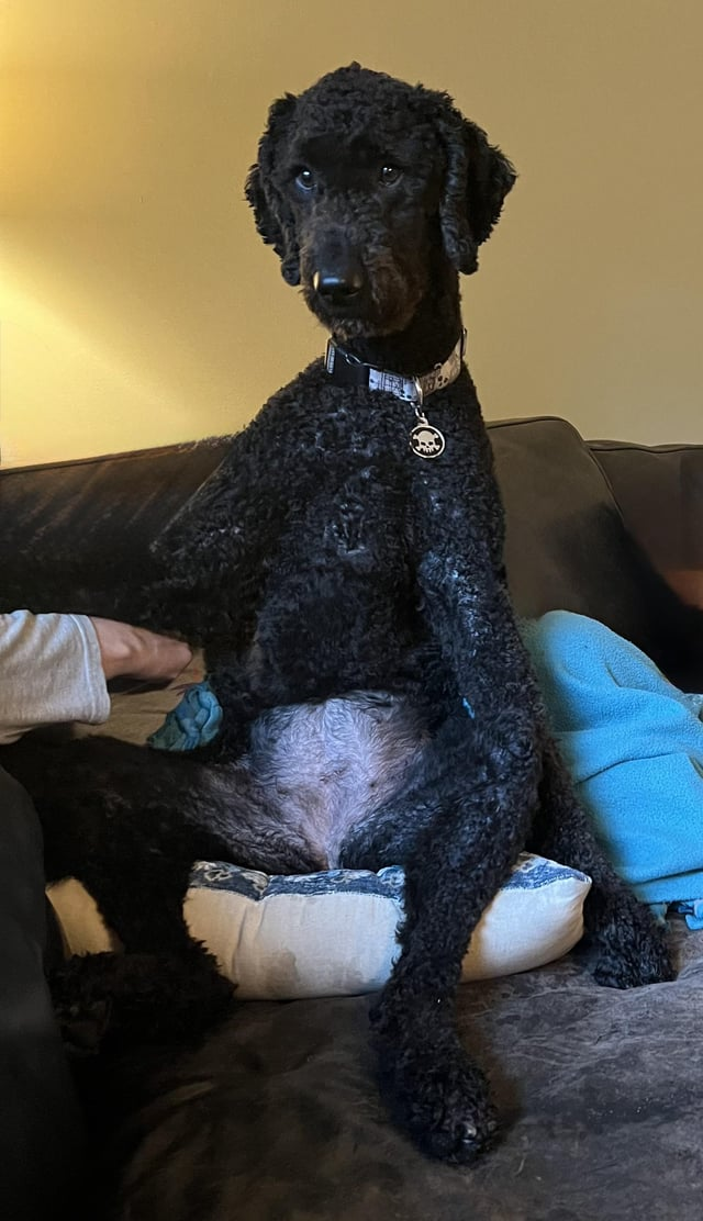 Cheezburger Image 10606794496