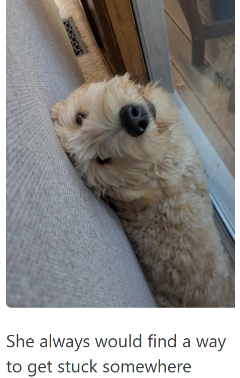 ECACACROF She always would find a way to get stuck somewhere