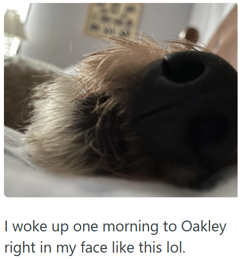 I woke up one morning to Oakley right in my face like this lol.