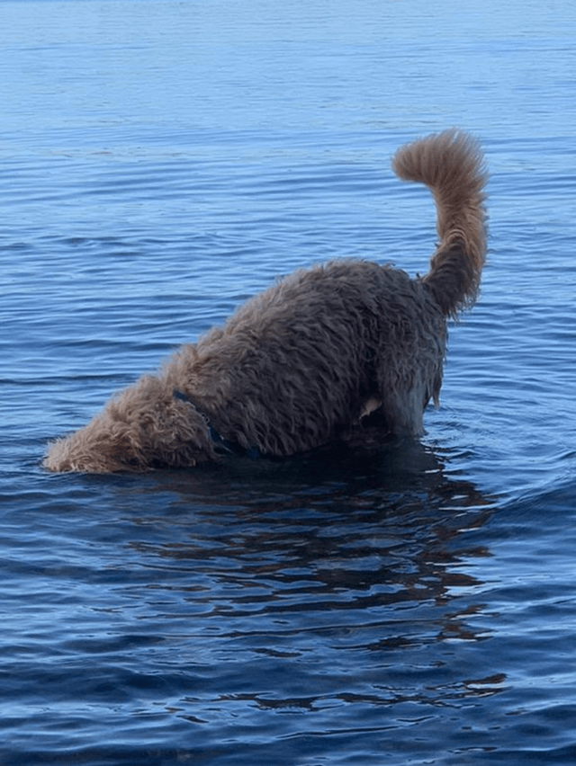 Cheezburger Image 10606797568