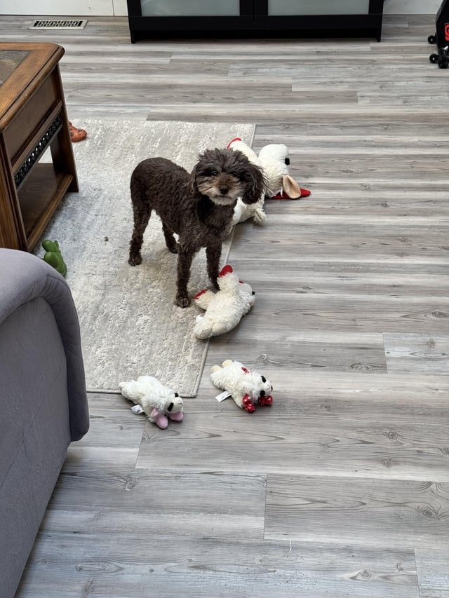 Cheezburger Image 10606797824