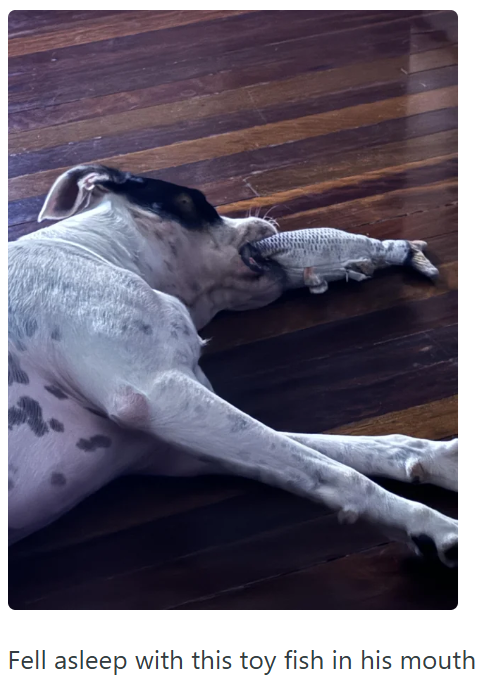 Fell asleep with this toy fish in his mouth