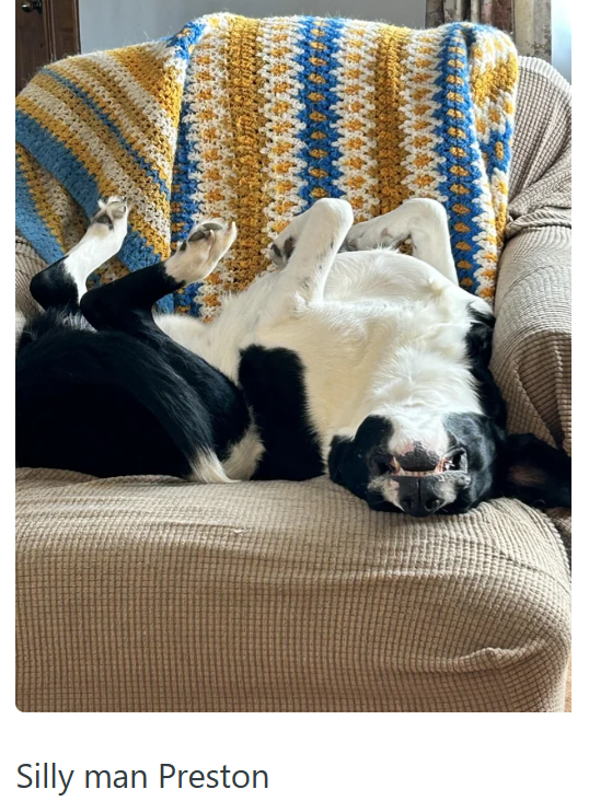 Silly man Preston