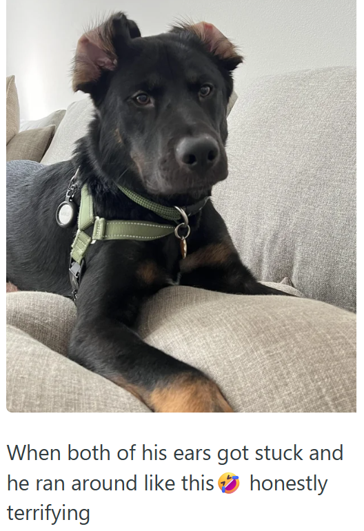 When both of his ears got stuck and he ran around like this terrifying honestly