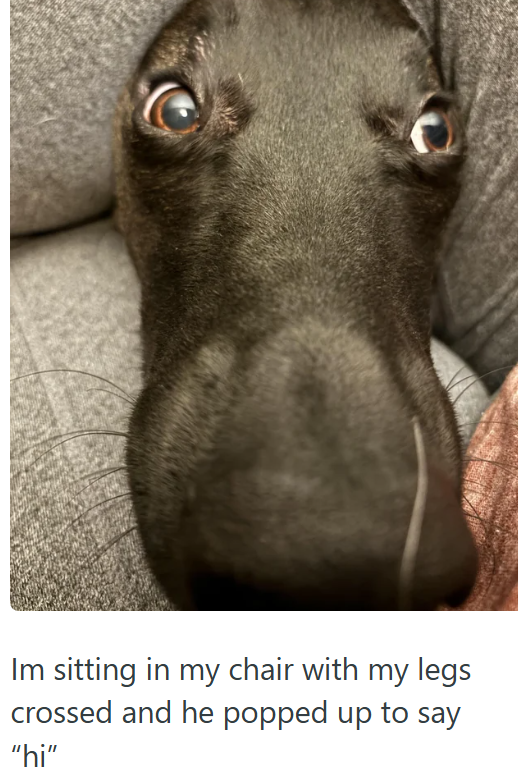 Im sitting in my chair with my legs crossed and he popped up to say "hi"