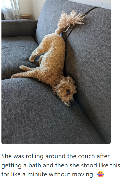 She was rolling around the couch after getting a bath and then she stood like this for like a minute without moving.