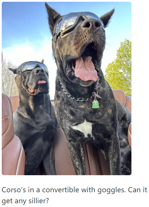 Corso's in a convertible with goggles. Can it get any sillier?