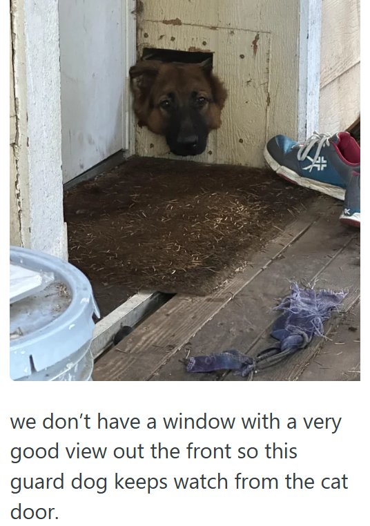 we don't have a window with a very good view out the front so this guard dog keeps watch from the cat door.