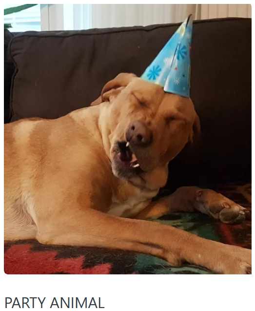 * PARTY ANIMAL