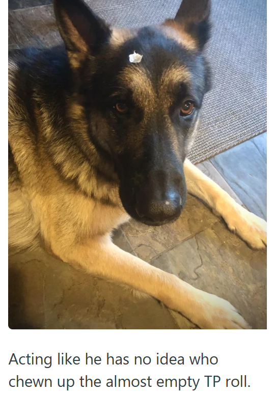 Acting like he has no idea who chewn up the almost empty TP roll.