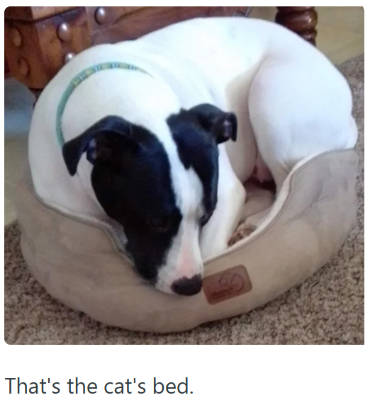 That's the cat's bed.