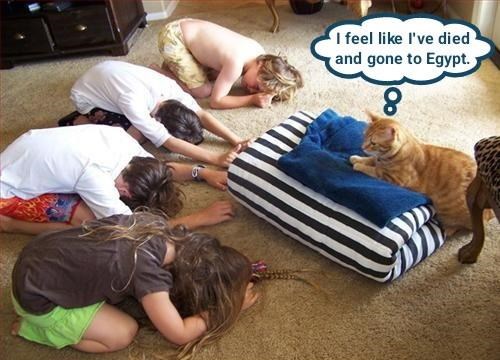 Cheezburger Image 10606814464