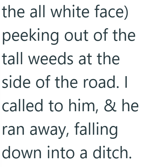 the all white face) peeking out of the tall weeds at the side of the road. I called to him, & he ran away, falling down into a ditch.
