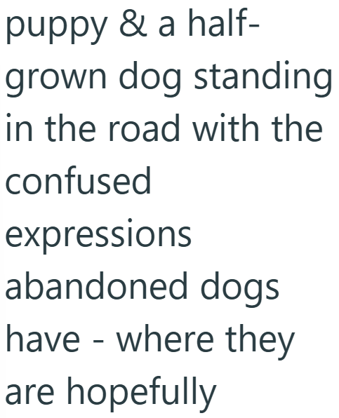 puppy & a half- grown dog standing in the road with the confused expressions abandoned dogs have - where they are hopefully