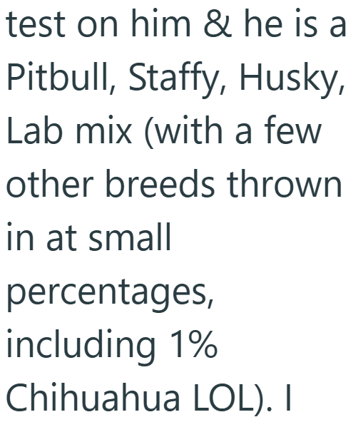 test on him & he is a Pitbull, Staffy, Husky, Lab mix (with a few other breeds thrown in at small percentages, including 1% Chihuahua LOL). I