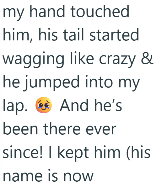 my hand touched him, his tail started wagging like crazy & he jumped into my lap. And he's been there ever since! I kept him (his name is now