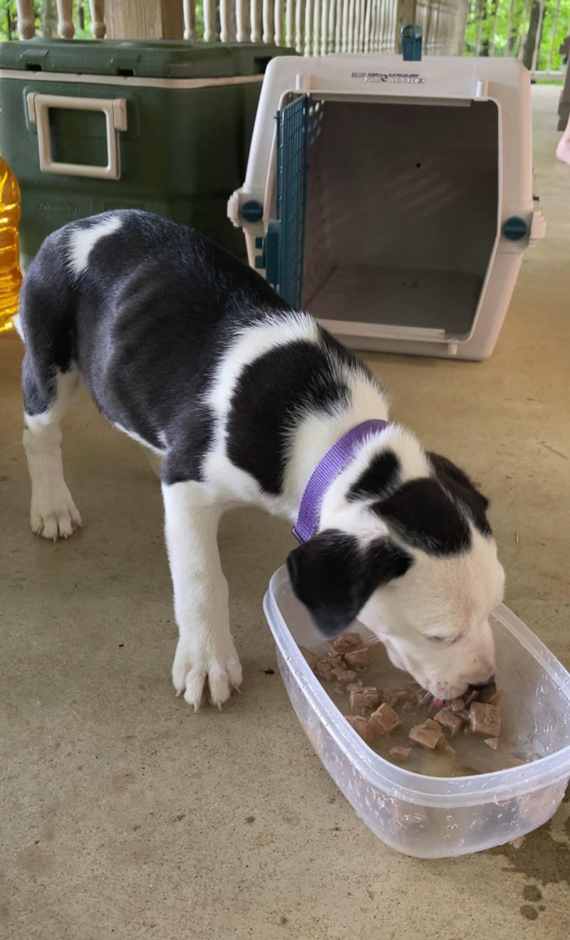 Cheezburger Image 10606821632