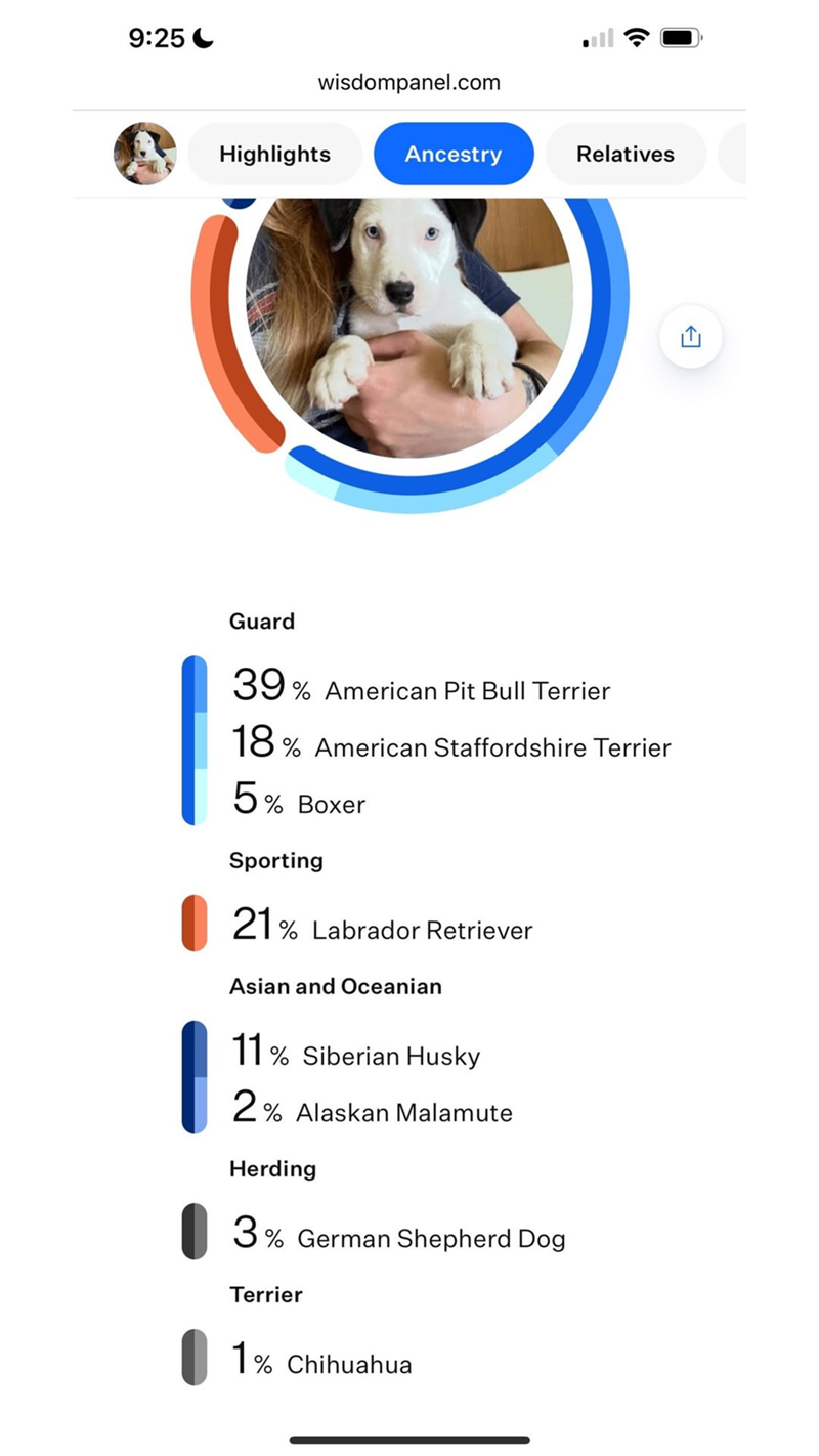 9:25 wisdompanel.com Highlights Ancestry Relatives ← Guard 39% American Pit Bull Terrier 18% American Staffordshire Terrier 5% Boxer Sporting 21% Labrador Retriever Asian and Oceanian 11% Siberian Husky 2% Alaskan Malamute Herding 3% German Shepherd Dog Terrier 1% Chihuahua