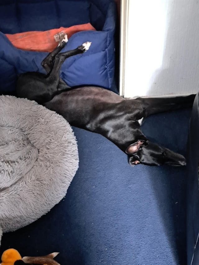 Cheezburger Image 10606825472