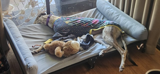 Cheezburger Image 10606825984