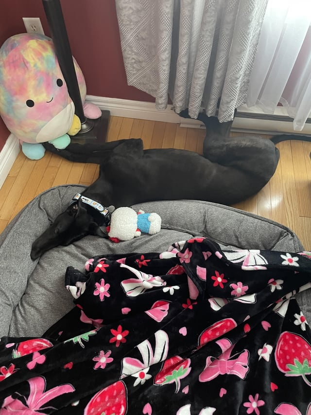 Cheezburger Image 10606826240