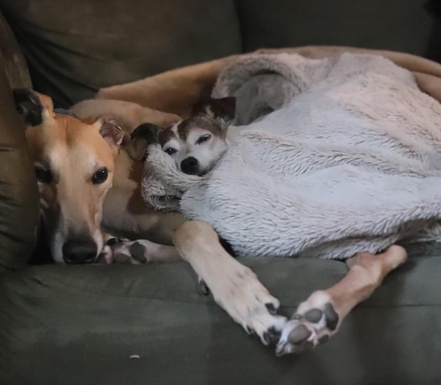 Cheezburger Image 10606826496