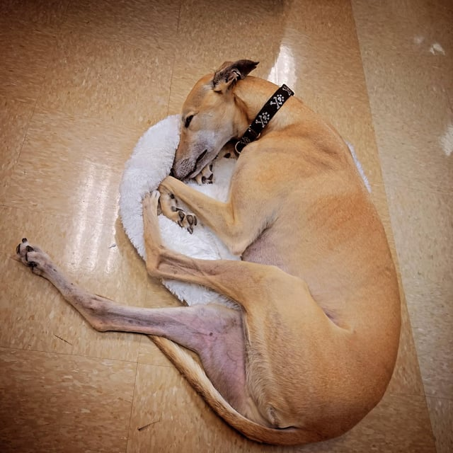 Cheezburger Image 10606827264