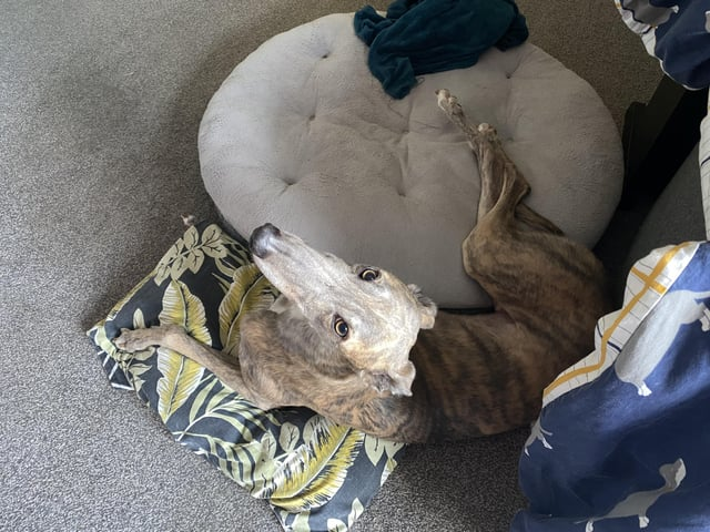 Cheezburger Image 10606827520