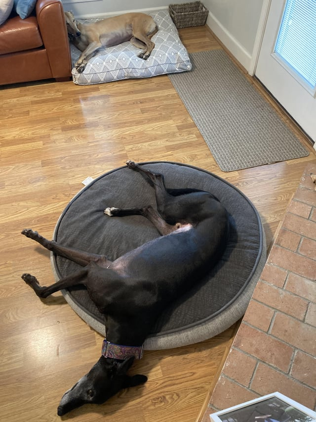 Cheezburger Image 10606827776