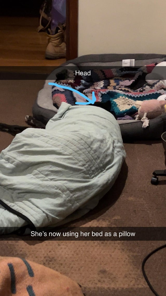Head She's now using her bed as a pillow