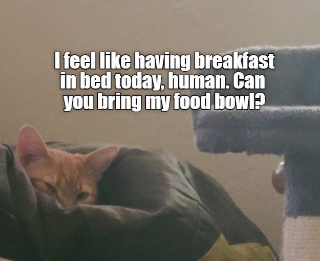 Cheezburger Image 10606838784