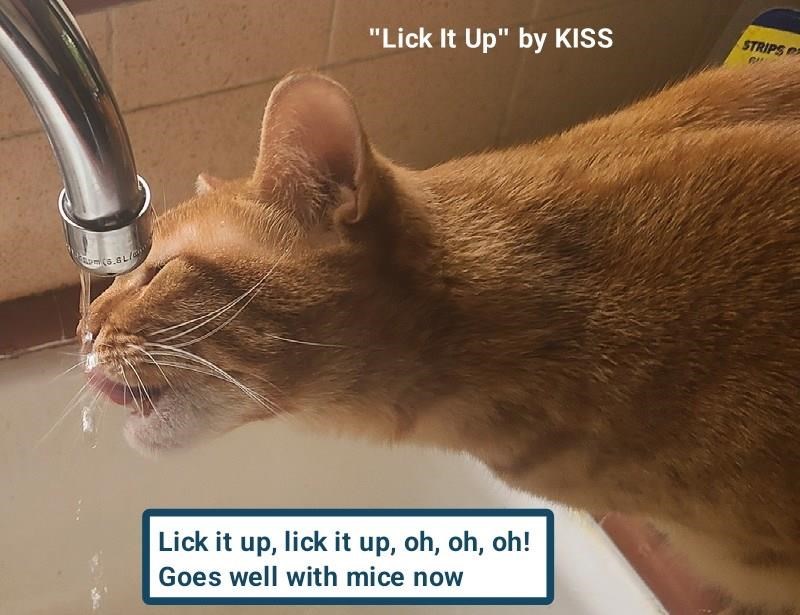 Cheezburger Image 10607115520