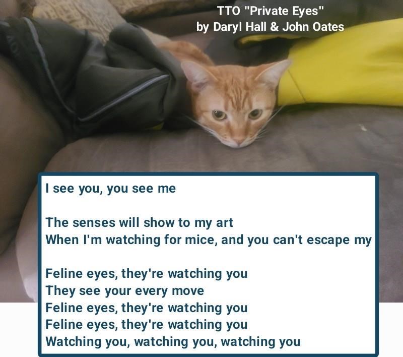 Cheezburger Image 10607120640