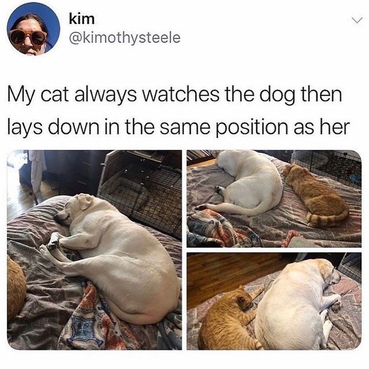 kim @kimothysteele My cat always watches the dog then lays down in the same position as her