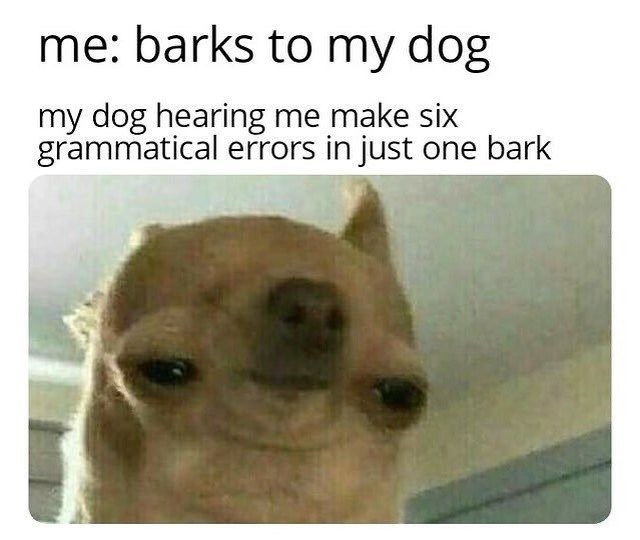 me: barks to my dog my dog hearing me make six grammatical errors in just one bark