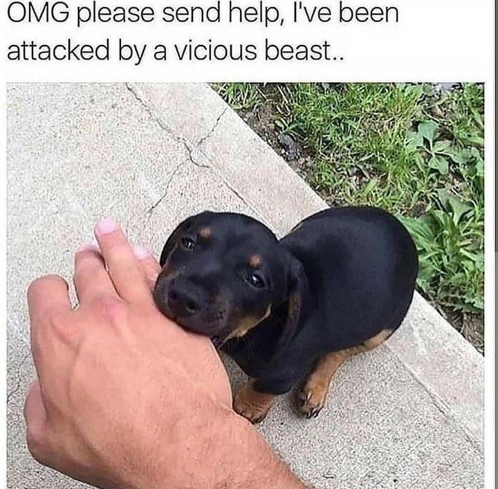 OMG please send help, I've been attacked by a vicious beast..