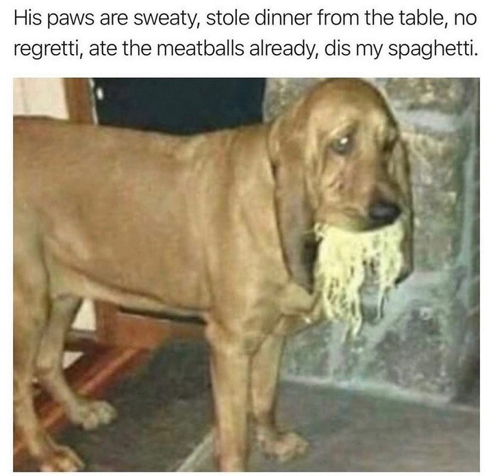 His paws are sweaty, stole dinner from the table, no regretti, ate the meatballs already, dis my spaghetti.