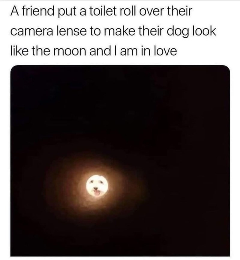 A friend put a toilet roll over their camera lense to make their dog look like the moon and I am in love