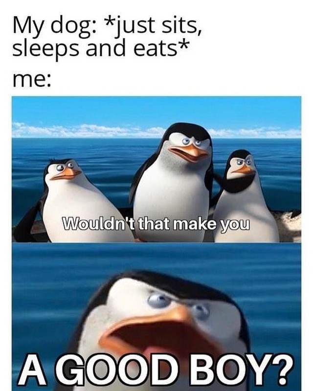 My dog: *just sits, sleeps and eats* me: Wouldn't that make you A GOOD BOY?